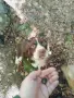 Кокер-спрингер шпаньол , снимка 6
