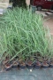 Лимонева трева - Разсад, снимка 4