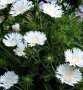 Stokesia leavis White(Стокезия бяла), снимка 1 - Градински цветя и растения - 39813668