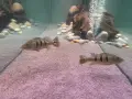 цихли peacock bass, снимка 6