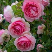 Роза 36, снимка 3 - Градински цветя и растения - 41780765
