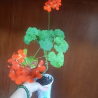 Оранжево мушкато, снимка 1 - Стайни растения - 41532543