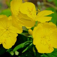 Oenothera speciosa / Енотера/ Йонотера - жълта. Заявки през пролетта., снимка 3 - Градински цветя и растения - 41081109