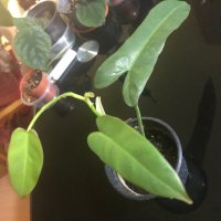 Philodendron Atabapoense , снимка 4 - Стайни растения - 44376016