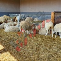 Хранилки/ясли за овце, снимка 9 - За селскостопански - 34655250