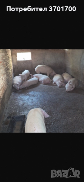 Угоени Големи Прасета , снимка 1