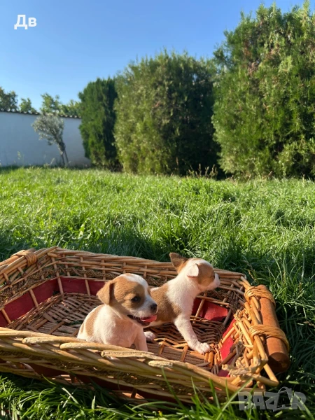 Пинчери, снимка 1