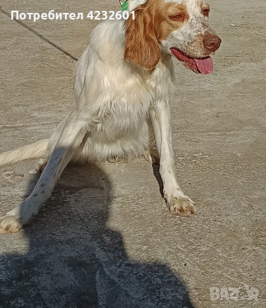 Английски сетер, снимка 1