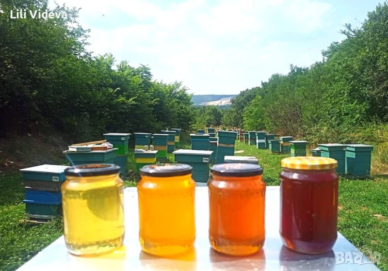 Пчелен мед от Сакар планина, снимка 1