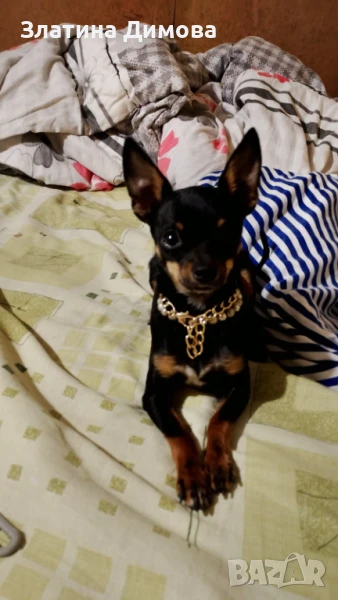 Продавам мини пинчер, снимка 1