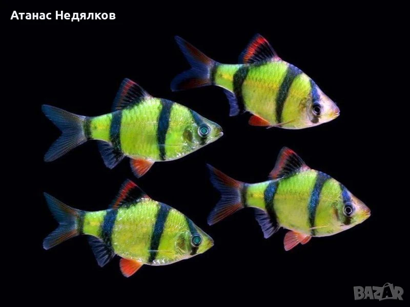 Барбус Зелен и Червен, снимка 1