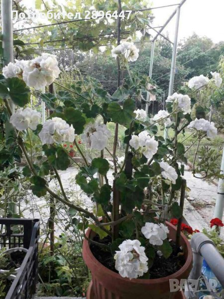 Разкошно бяло мушкато Намалено!, снимка 1