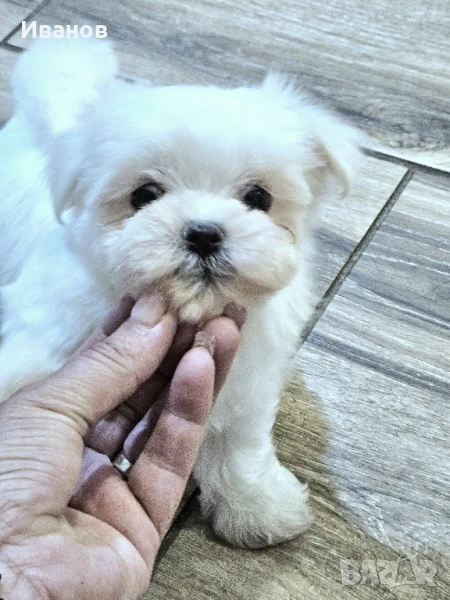 Малтийски болонка , снимка 1