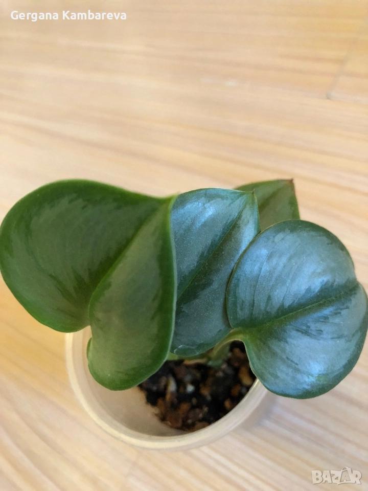 Scindapsus Moonlight , снимка 1