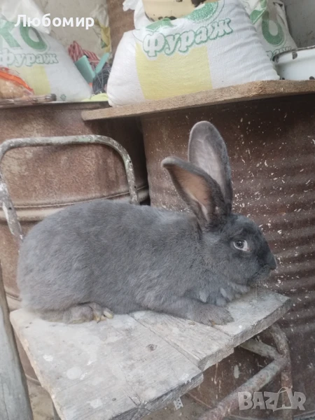 Продавам зайци, снимка 1