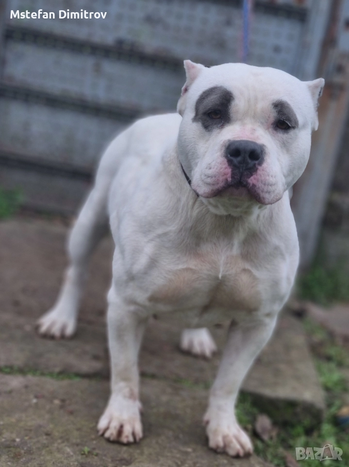 prodavam amerkasko buli , снимка 1