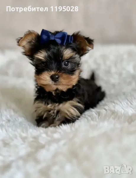 Йорки  - Йоркширски териер  джудже, снимка 1