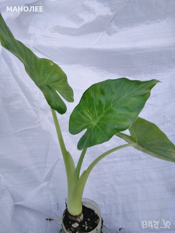 🪴🎁👌Мини  трилистник🌼🍁🪷, снимка 1