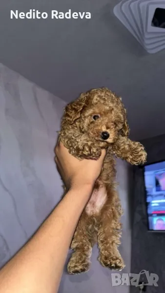 Той-teacup пудел , снимка 1