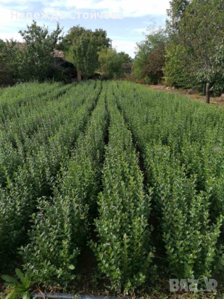 Лигуструм зелен (Ligustrum Ovalifolium)на гол корен, снимка 1