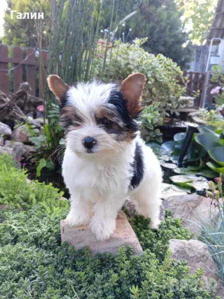 Бийвър йоркширски териер , снимка 1