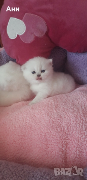 Сребърни Късокосмести Бебчета Мечта., снимка 1