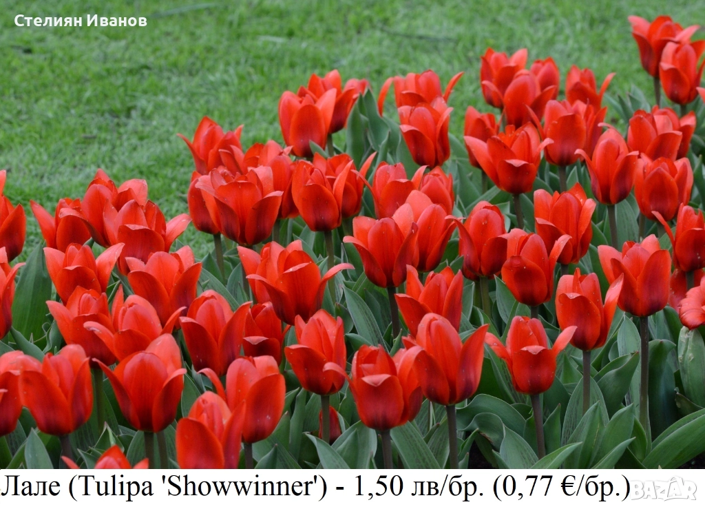 Червено лале (Tulipa 'Showwinner') – луковици, снимка 1