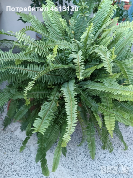 стайна папрат, снимка 1