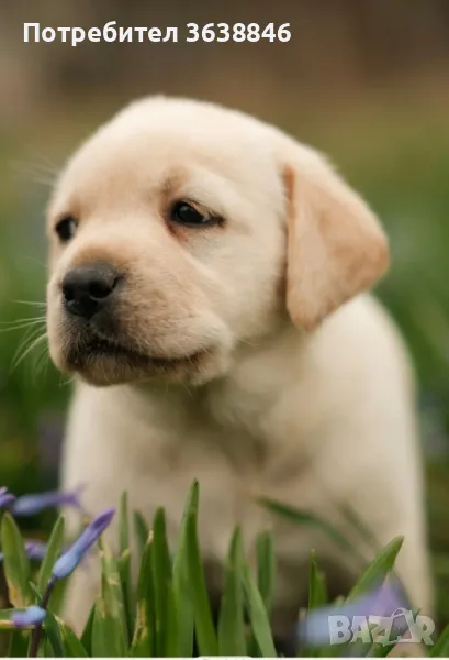 Лабрадор, снимка 1