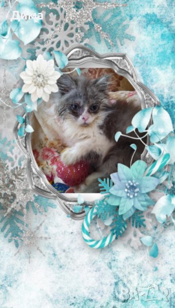 Ваксинирани персийски дългокосместа многоцветни котки,ЕС паспорт,микрочип домашни любимци принцове!!, снимка 1