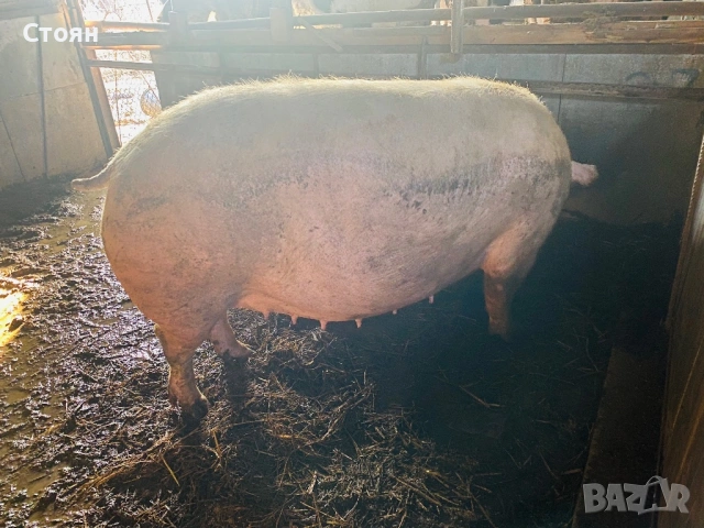 Бременна свиня