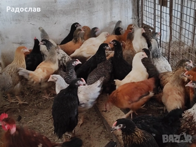 Ярки Селски шарени млади за яйца,кокошки, петли , снимка 2 - Кокошки и пуйки - 49915444