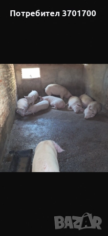 Угоени Големи Прасета 