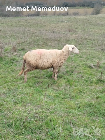 Овце за клане, снимка 3 - Овце - 53082390