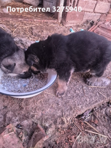 Источноевропейска овчарка, снимка 3 - Немска овчарка - 53113311