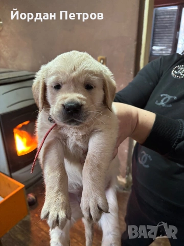 Лабрадор Редривър , снимка 7 - Лабрадор ретривър - 53390012