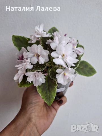 Мини ентполия, молочные реки