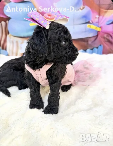 Poodle toy/Пудел Той, снимка 17 - Пудели - 55522597