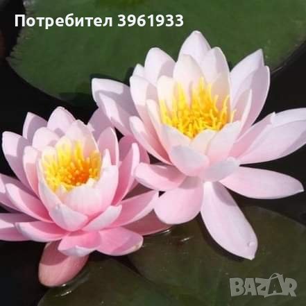 Водни лилии от 10 до 80лв., снимка 3 - Градински цветя и растения - 44464747