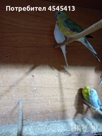 Папагали вълнисти, корели и какарики Смеещи се гугутки, снимка 12 - Папагали - 52896846