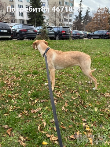 Кари на 8 месеца, снимка 3 - Други - 52690188