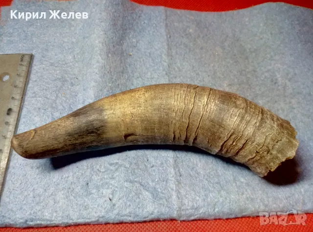 Стар БИВОЛСКИ ГОВЕЖДИ РОГ За КОЛЕКЦИЯ ТЕМАТИЧНА ДЕКОРАЦИЯ 47837