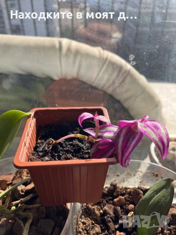 Традесканция