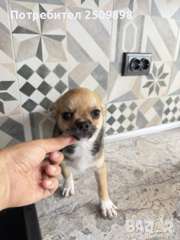 Chihuahua чихуахуа 