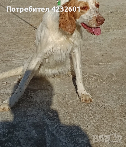 Английски сетер