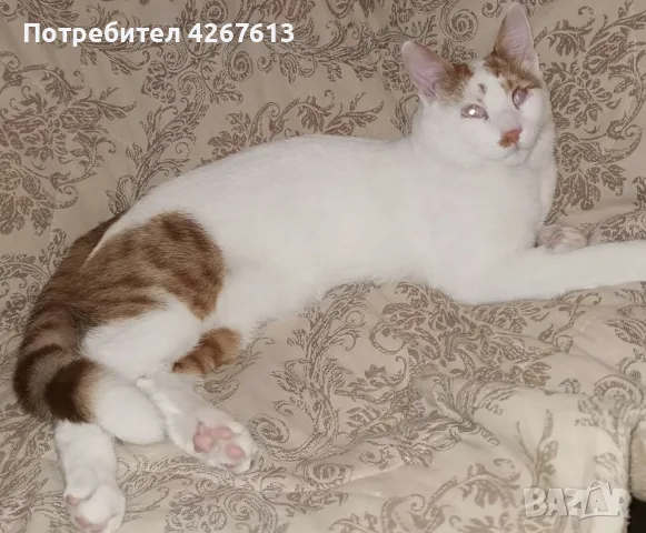 Бяло-рижав котарак търси дом