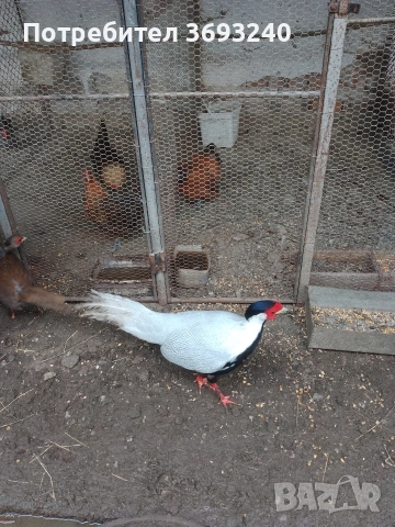 Продавам пилета от декоративни кокошки , снимка 4 - други­ - 51003416