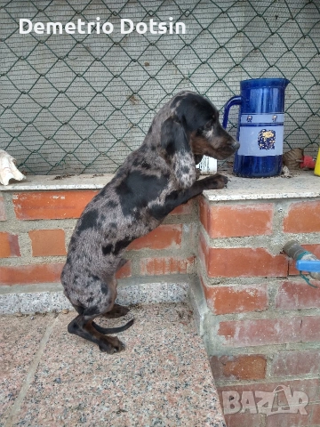 Дакел кученце , снимка 2 - Други - 53643519