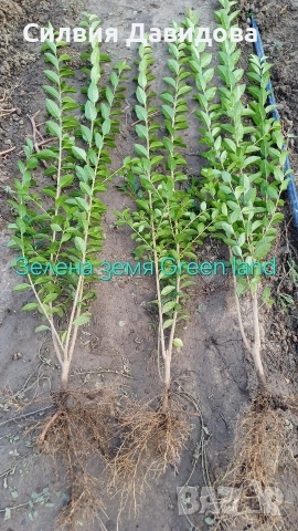 Лигуструм , снимка 4 - Други - 53559675