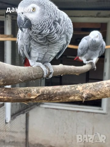 жако папагали